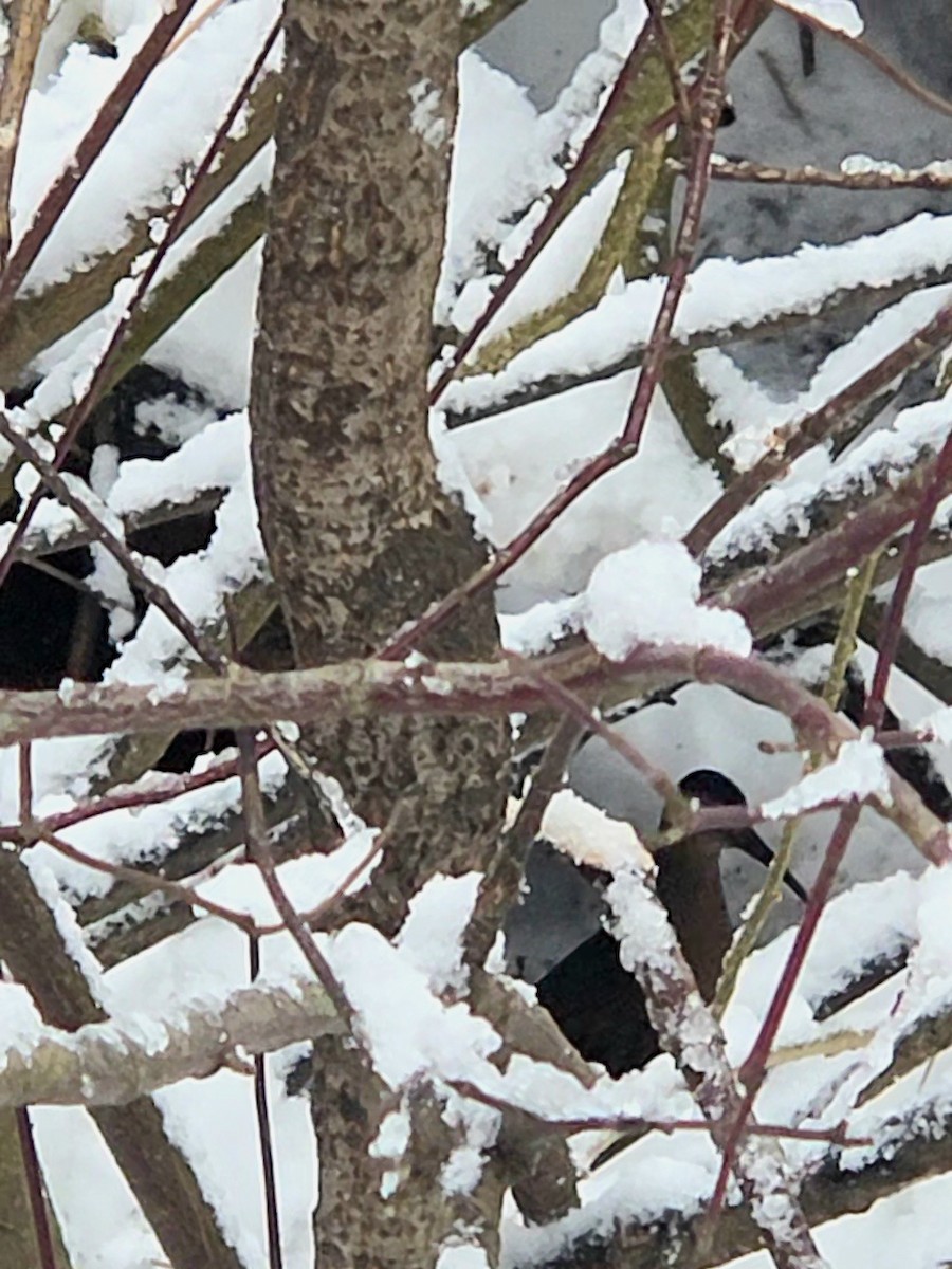 Virginia Rail - ML647228184