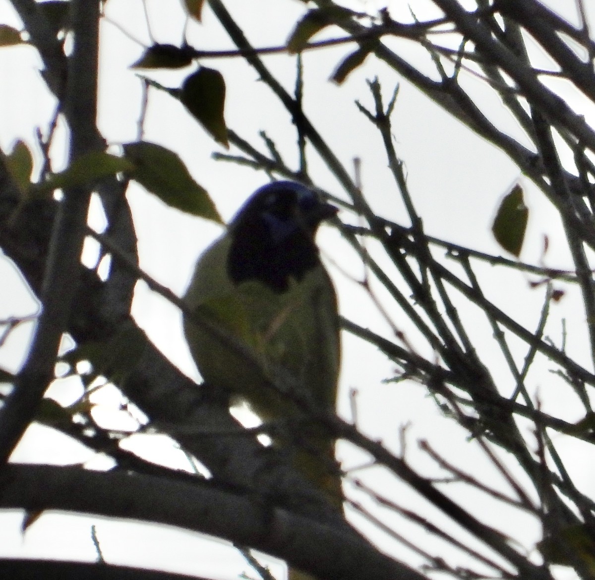 Geai vert - ML647228185