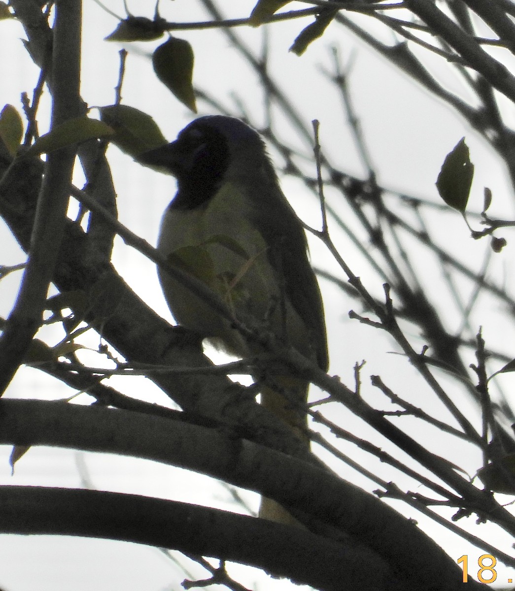 Geai vert - ML647228187