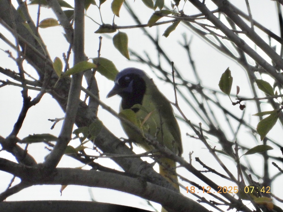 Geai vert - ML647228192