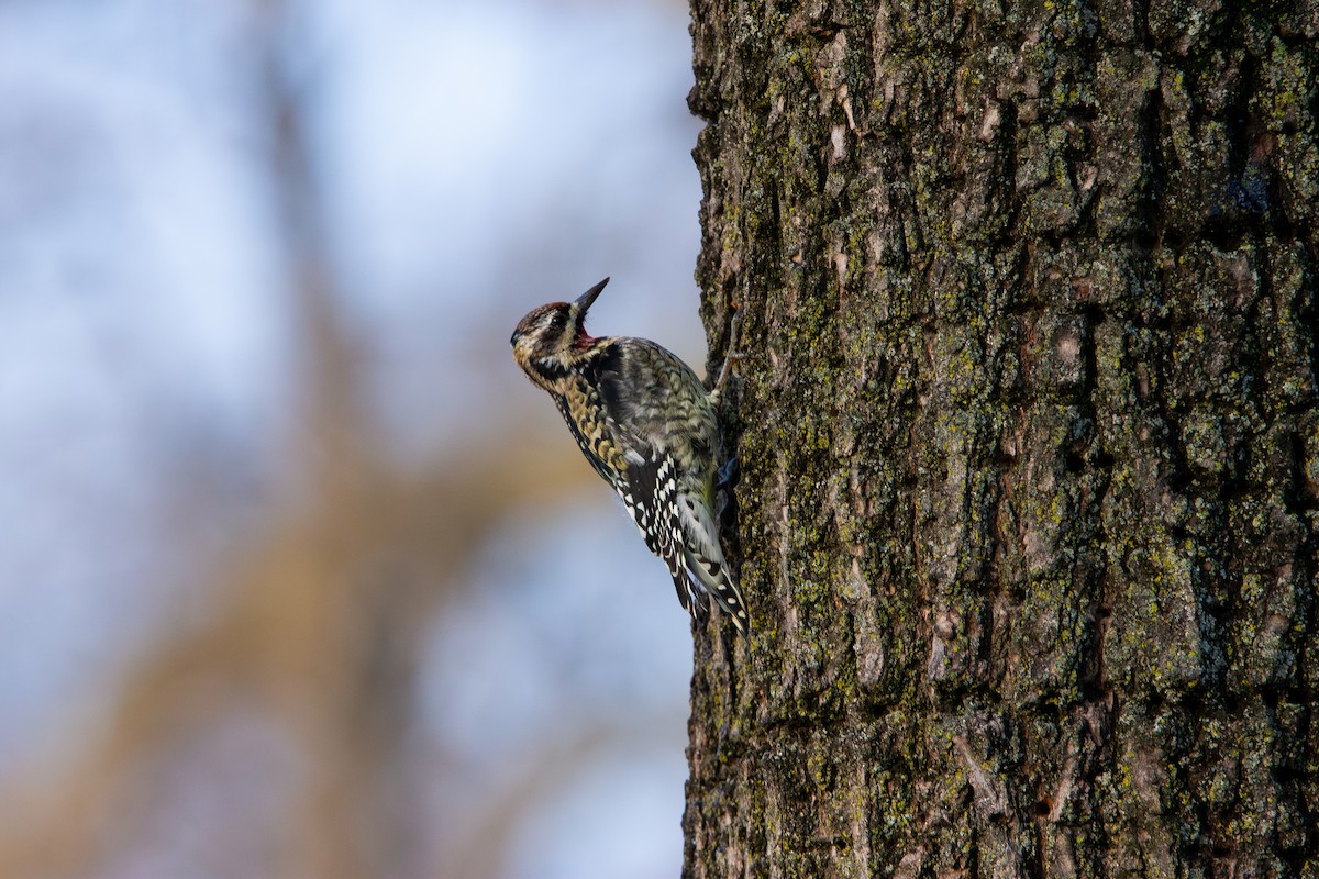datel rudohrdlý - ML647228193