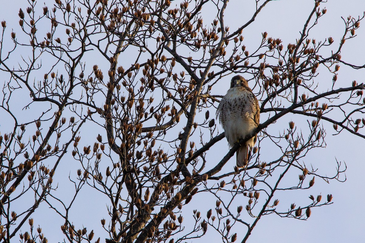 káně rudochvostá - ML647228199