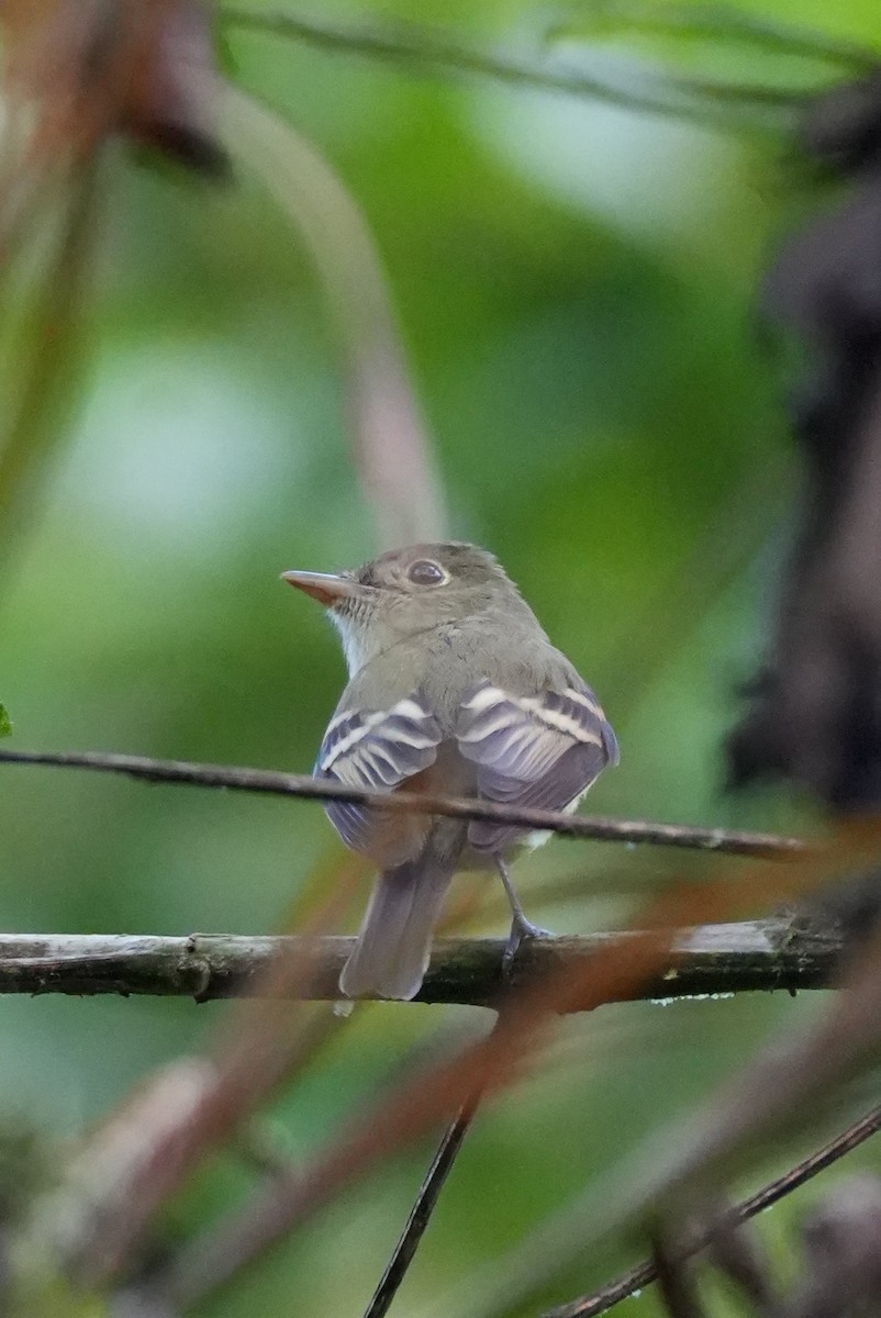 Acadian Flycatcher - ML647228203