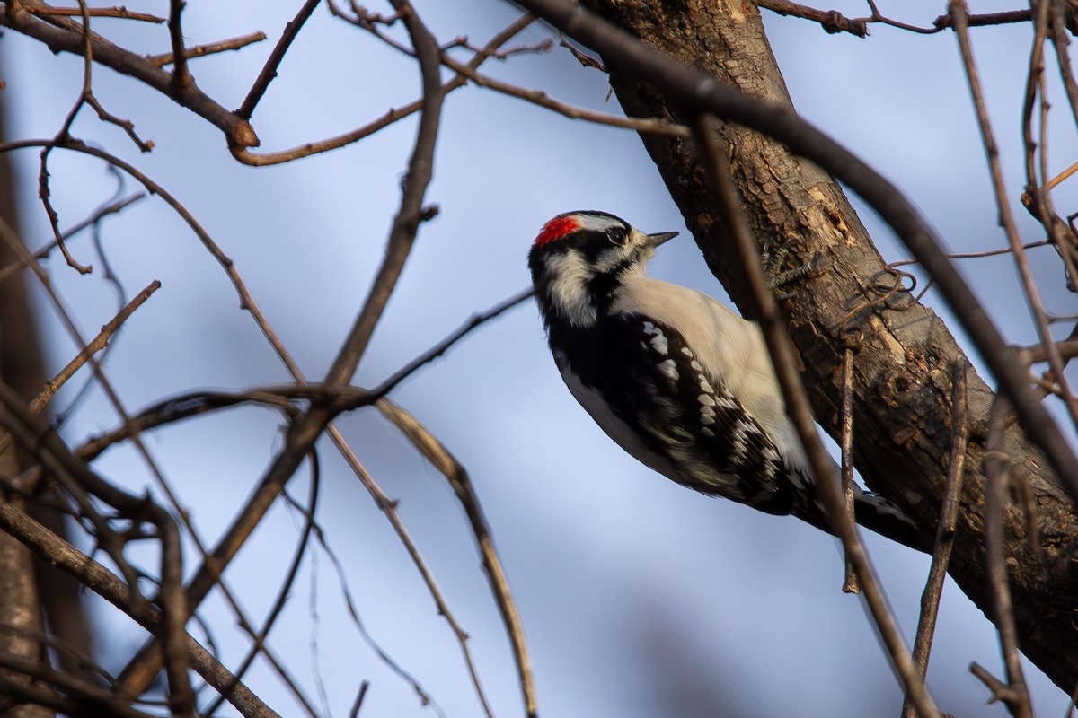 strakapoud osikový - ML647228205