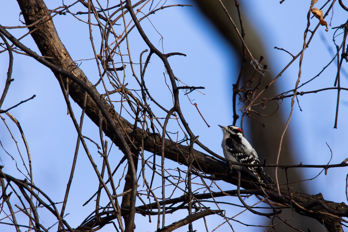 strakapoud osikový - ML647228206