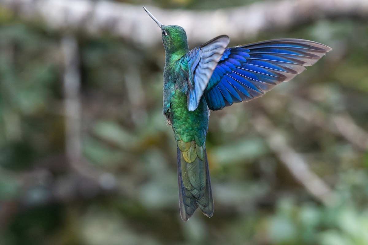 Great Sapphirewing - ML647228207