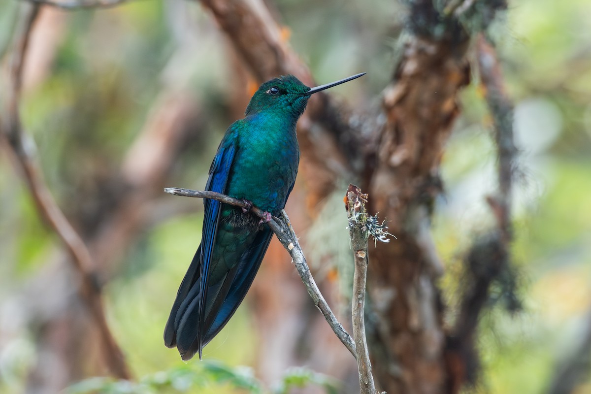 Great Sapphirewing - ML647228209