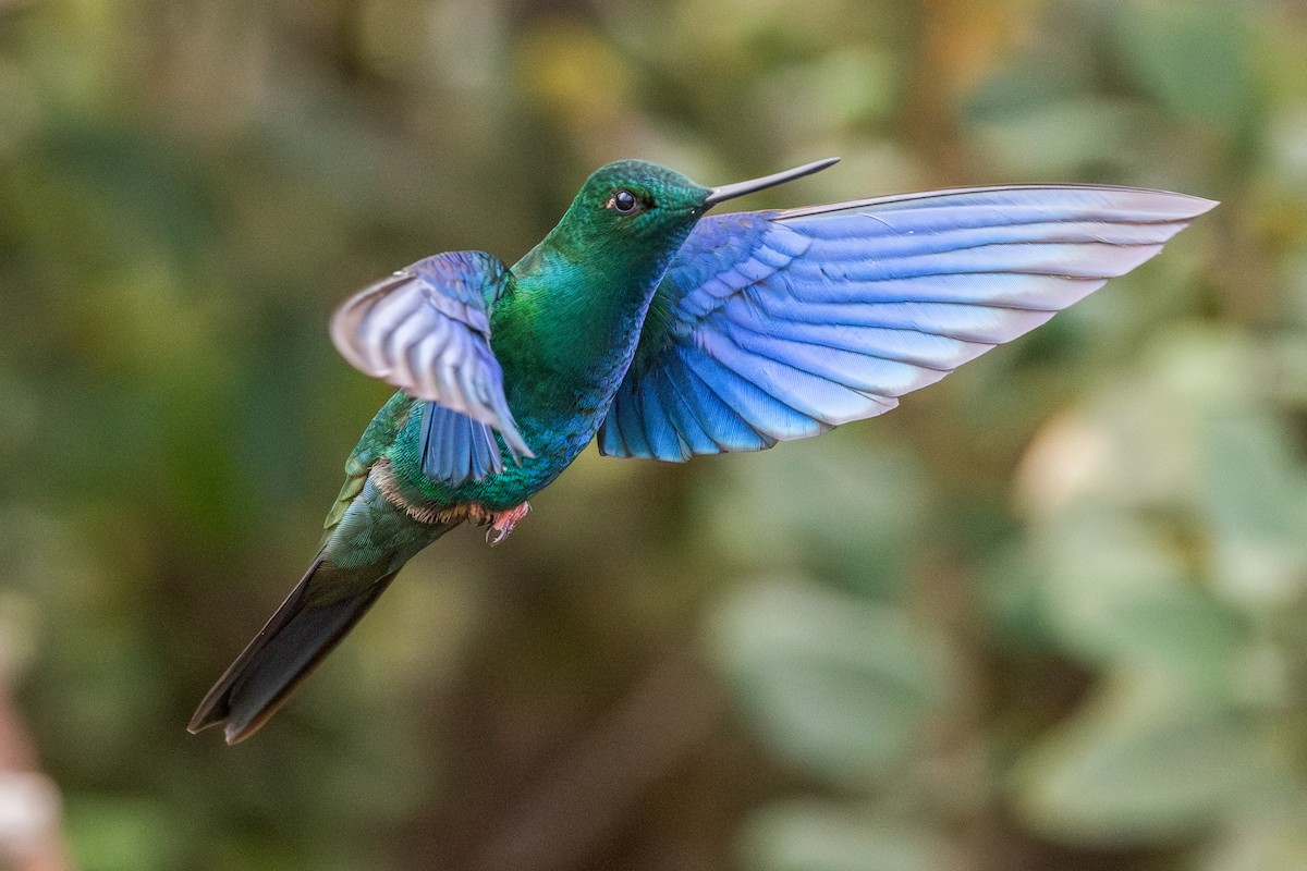 Great Sapphirewing - ML647228211