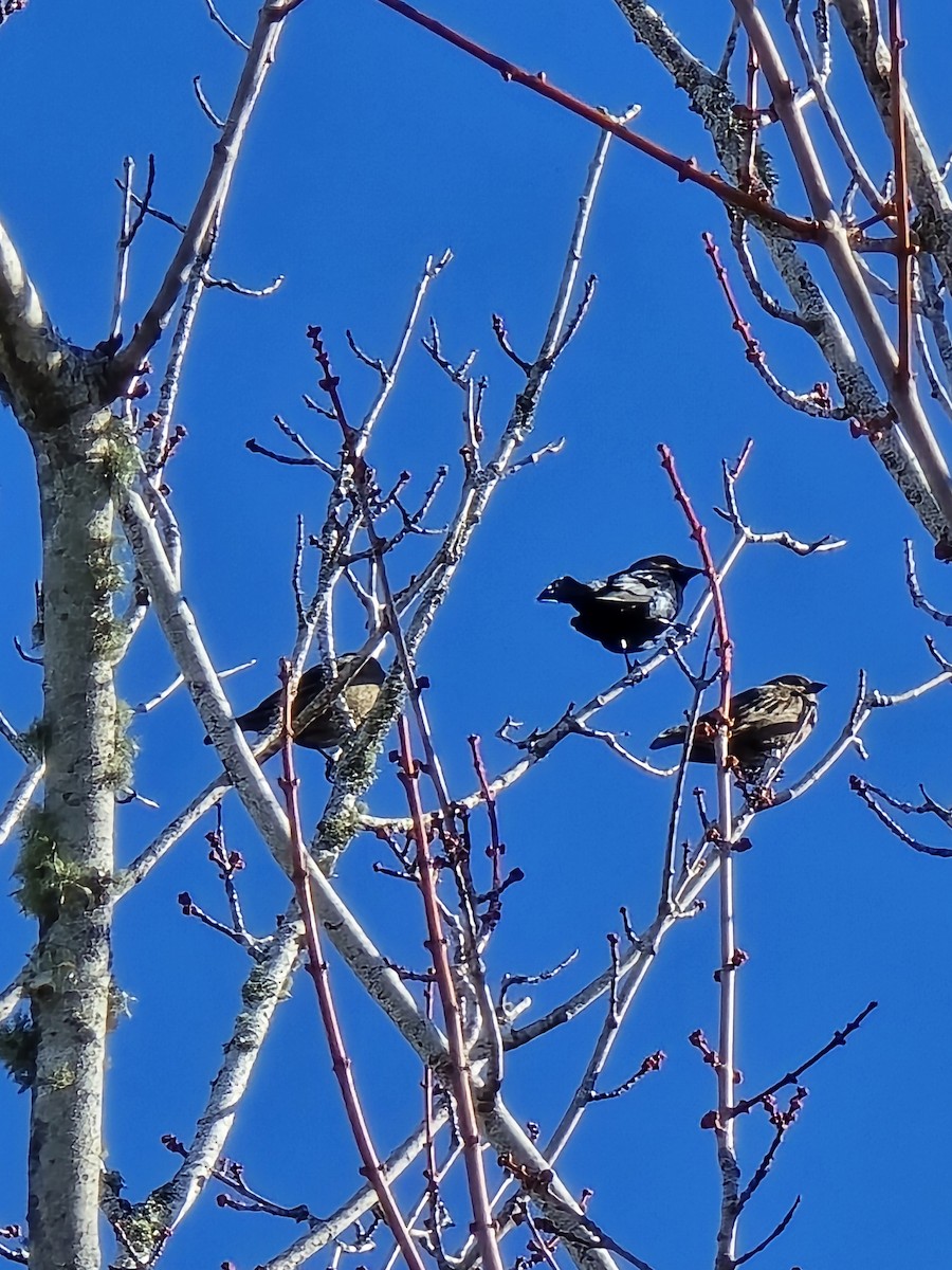 Brown-headed Cowbird - ML647228215
