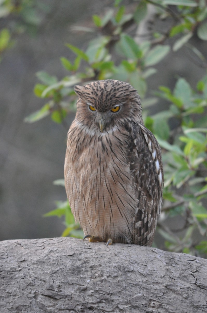 Búho Pescador de Sri Lanka - ML647228228