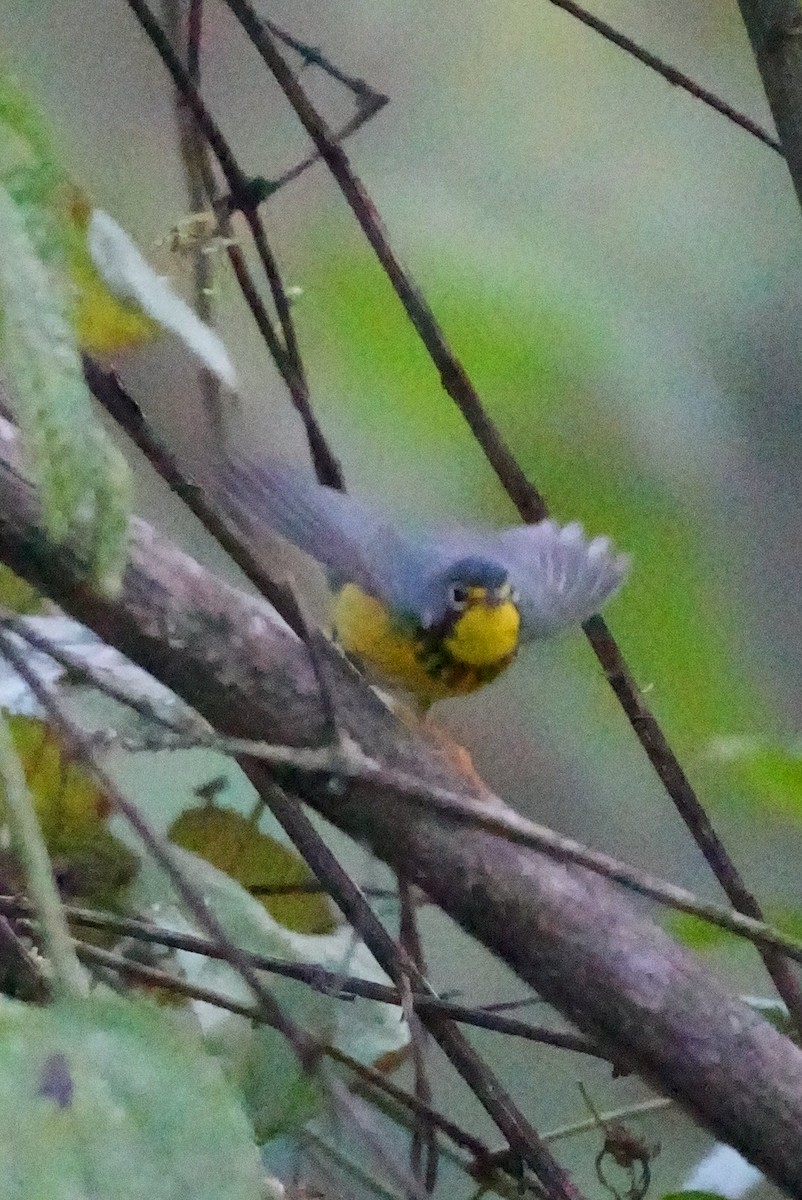 Canada Warbler - ML647228229