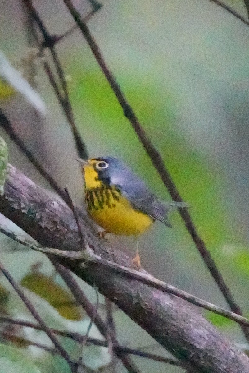 Canada Warbler - ML647228230
