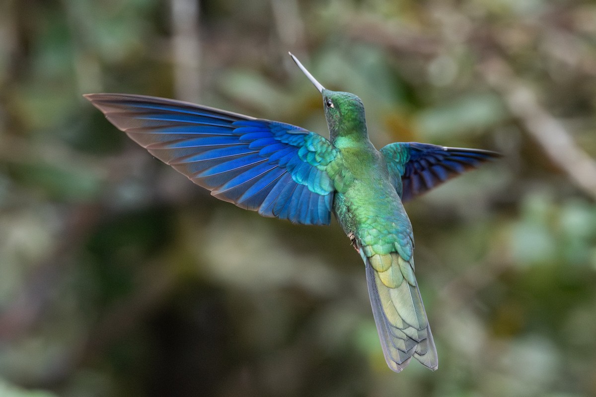 Great Sapphirewing - ML647228235