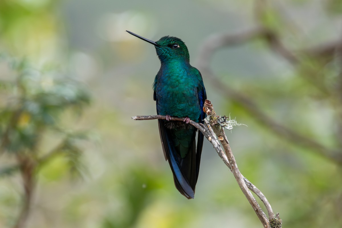 Great Sapphirewing - ML647228238