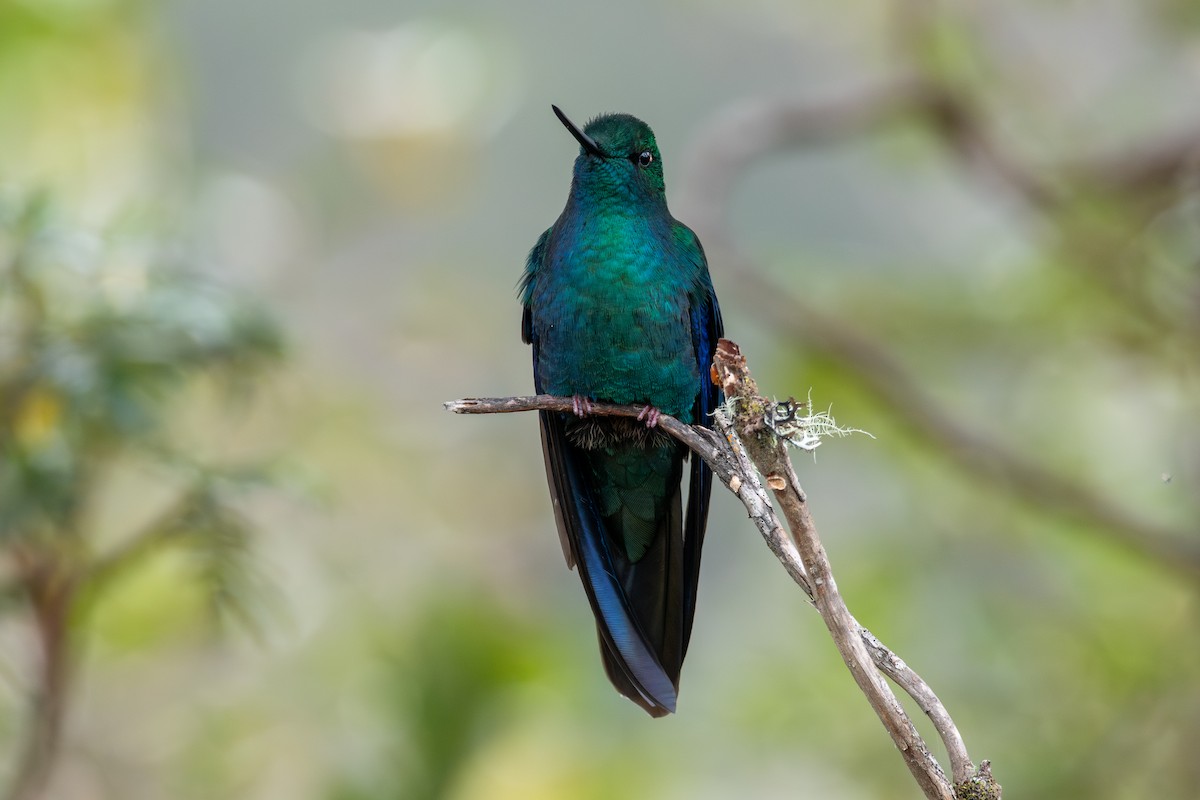 Great Sapphirewing - ML647228239