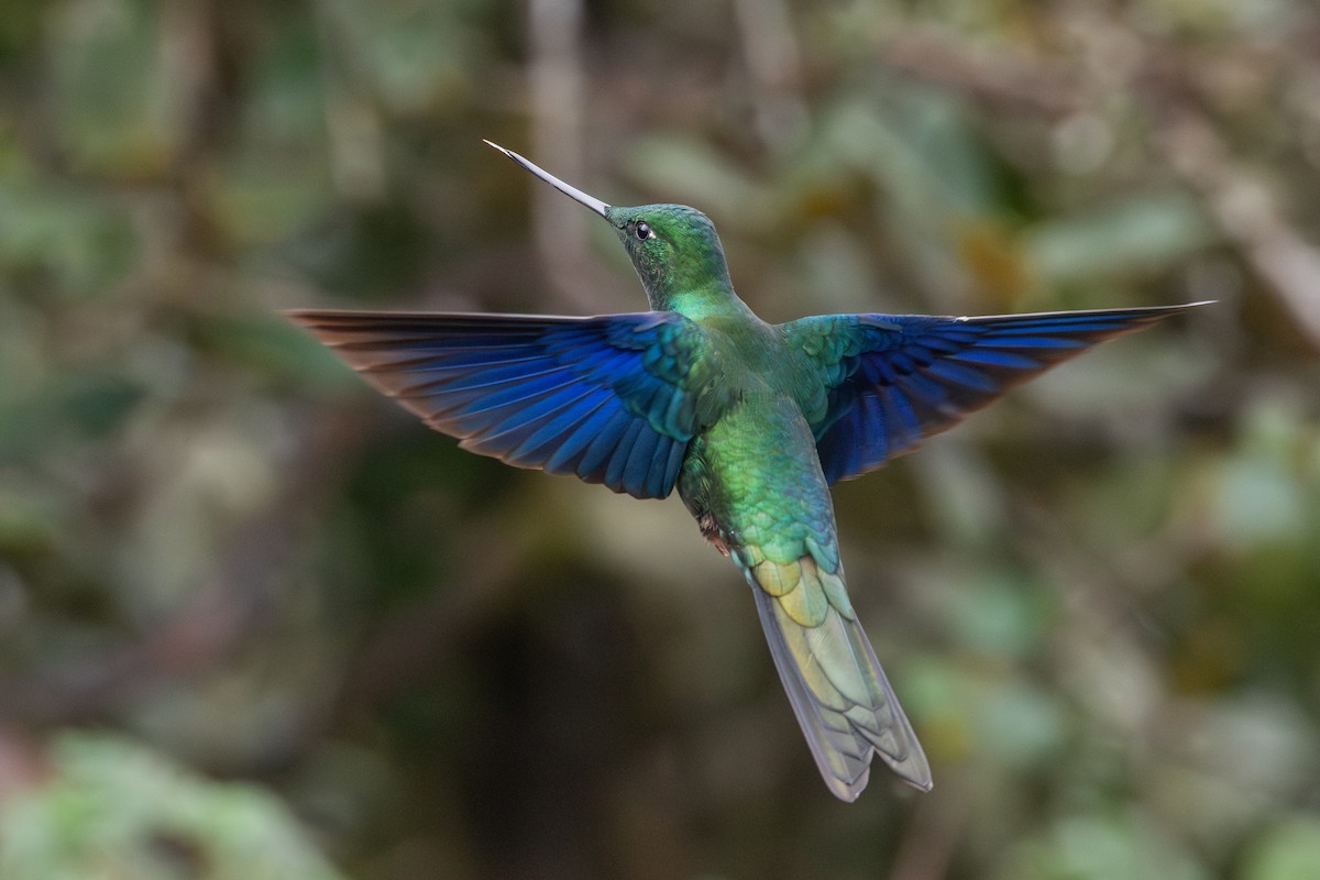 Great Sapphirewing - ML647228241