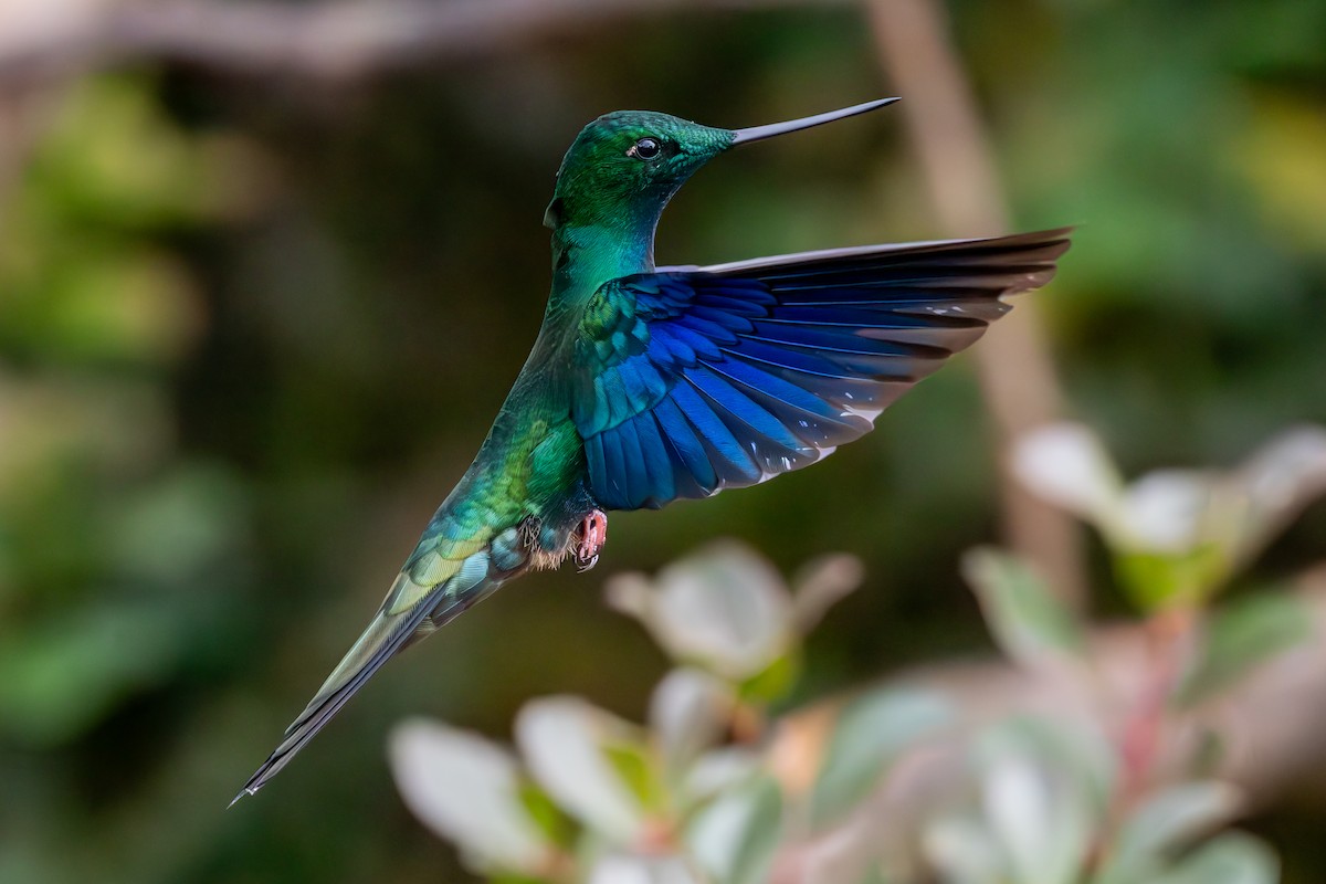 Great Sapphirewing - ML647228243