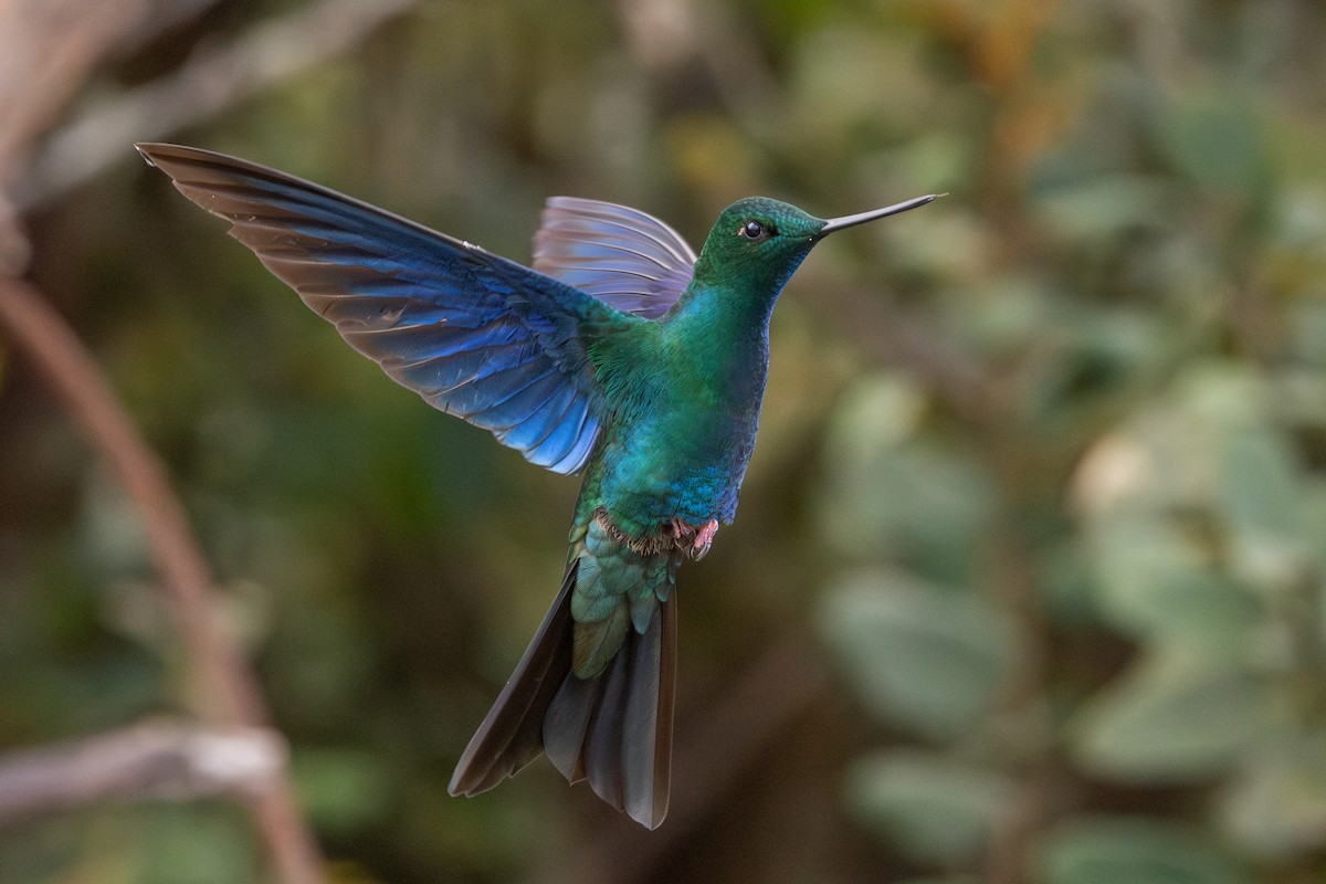 Great Sapphirewing - ML647228244