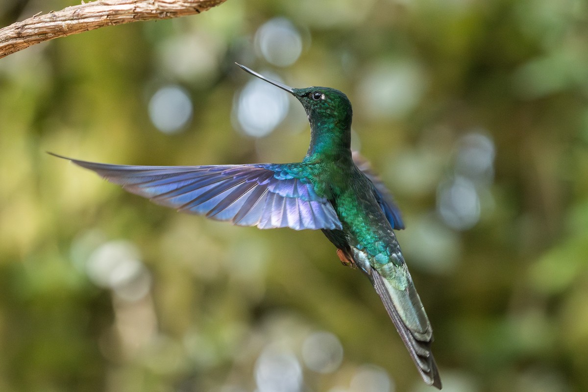 Great Sapphirewing - ML647228245