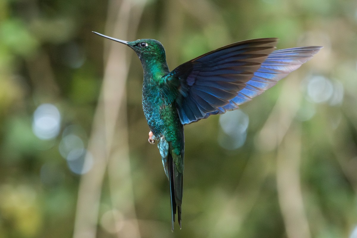 Great Sapphirewing - ML647228246