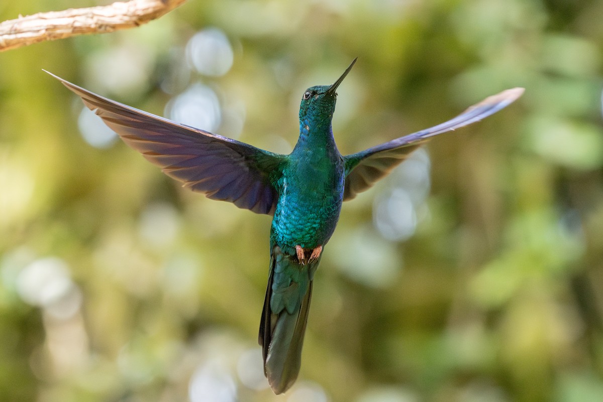 Great Sapphirewing - ML647228247