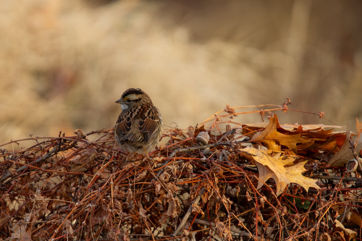 strnadec bělohrdlý - ML647228248