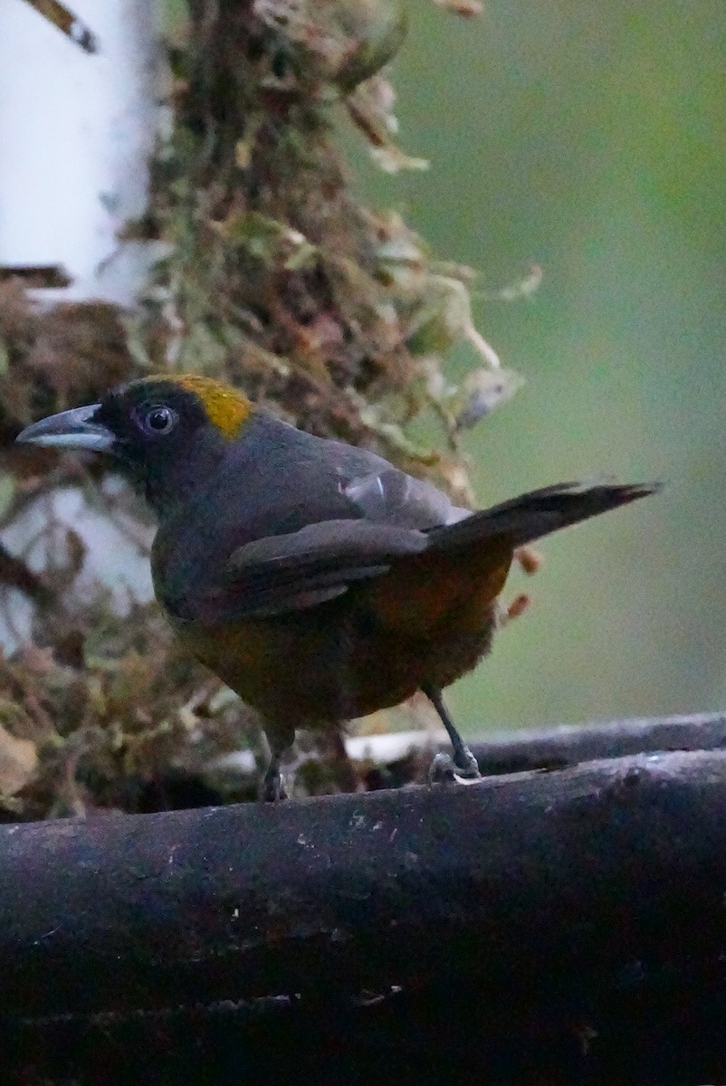 Dusky-faced Tanager - ML647228249
