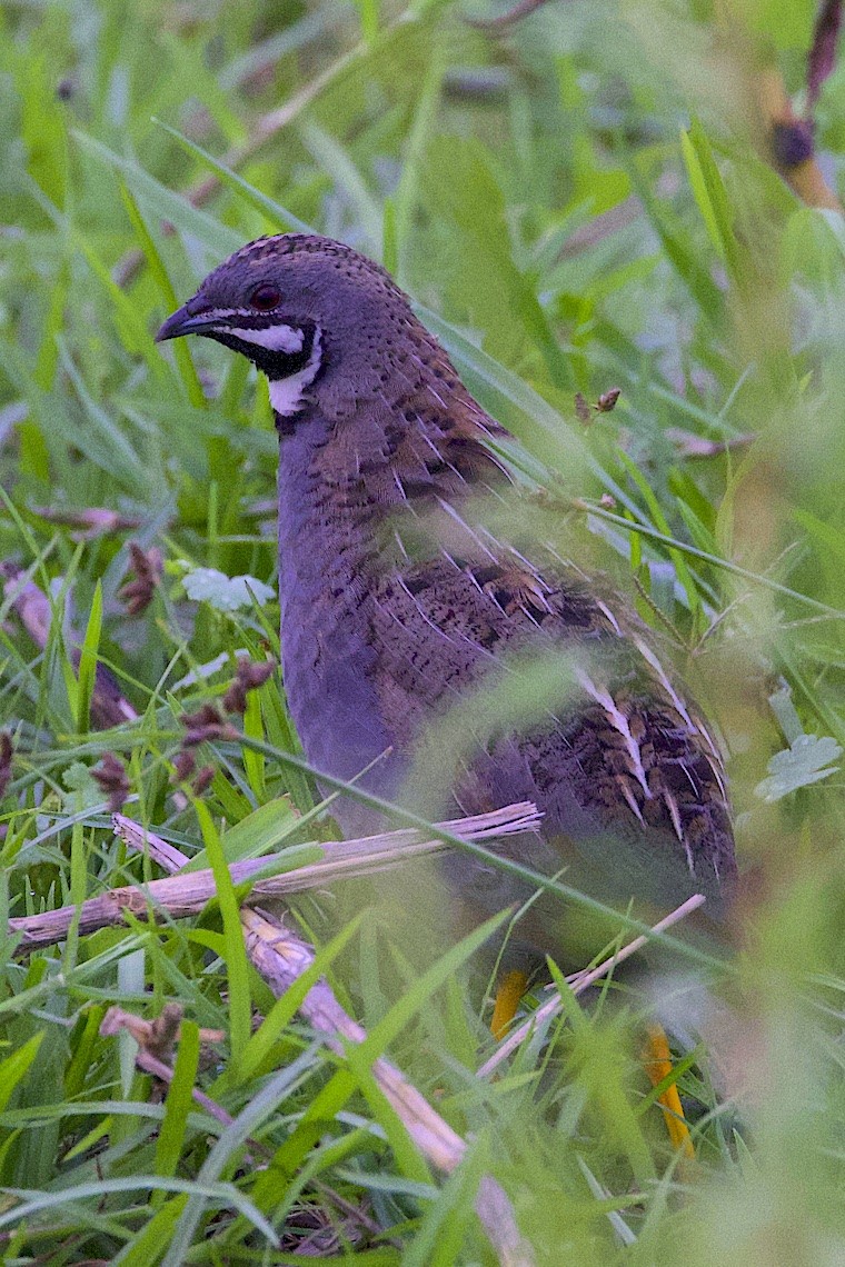 Blue-breasted Quail - ML647228257