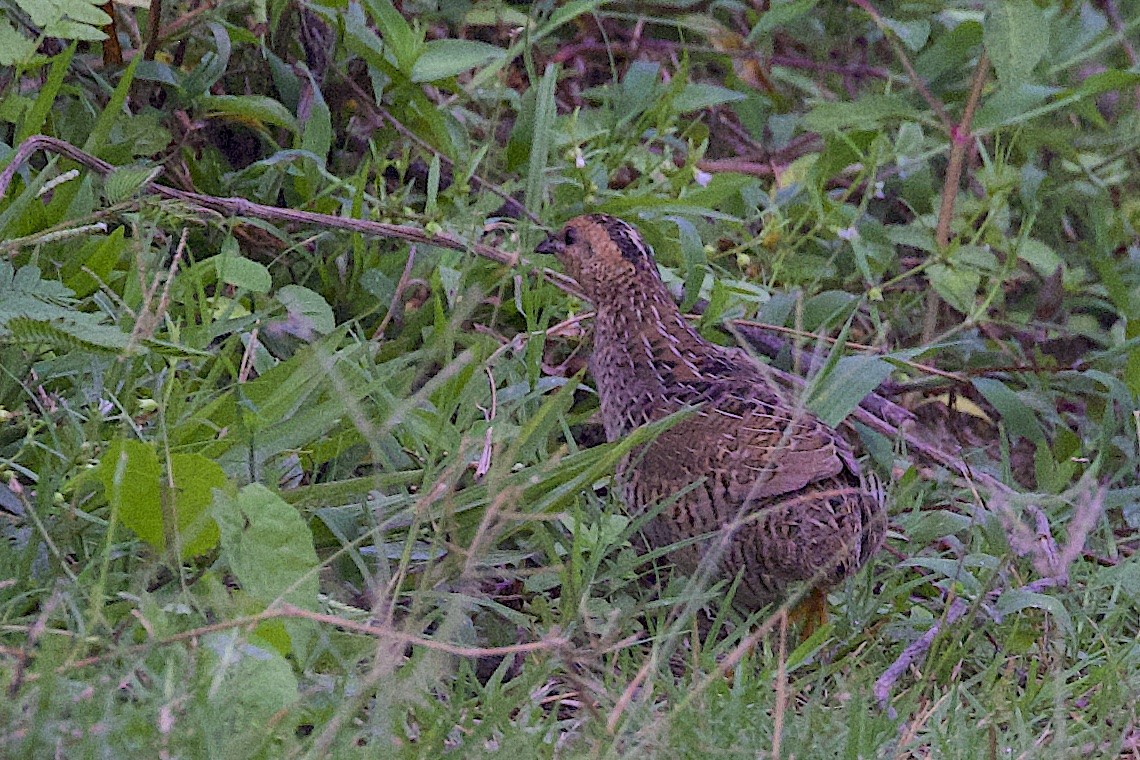 Blue-breasted Quail - ML647228258