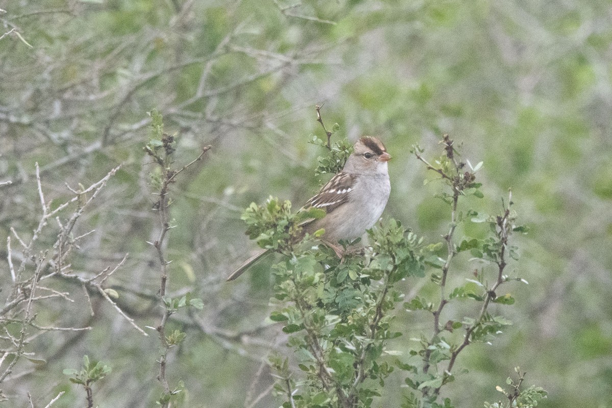 Porsuk Serçesi - ML647228265