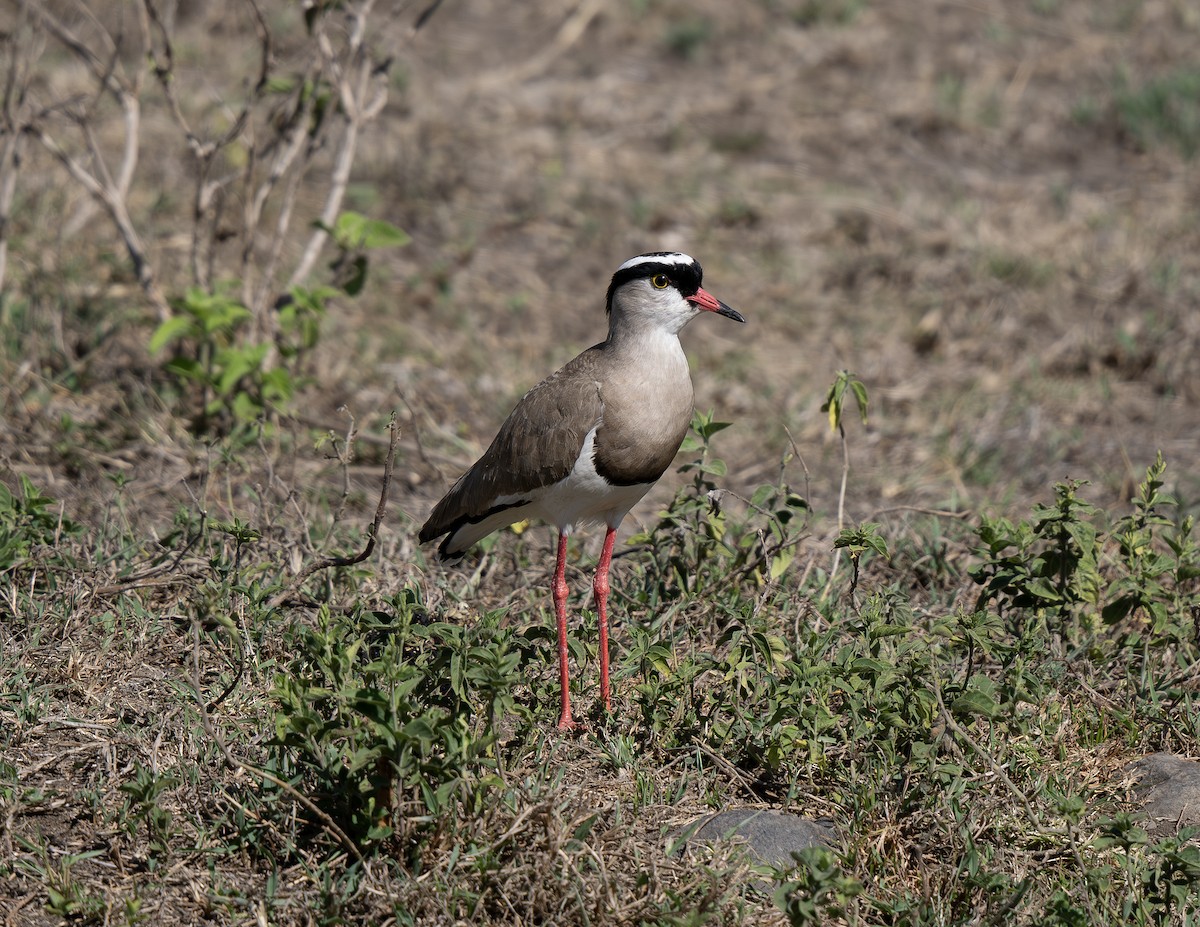 Crowned Lapwing - ML647228278