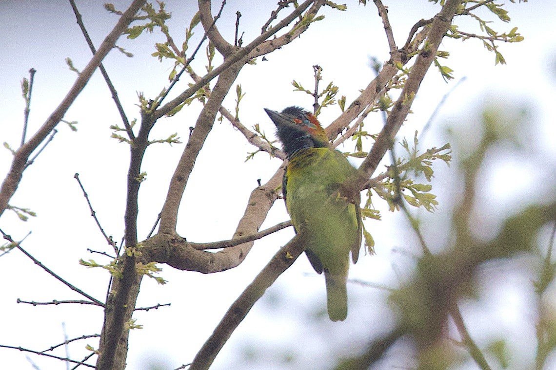 Blue-eared Barbet - ML647228315