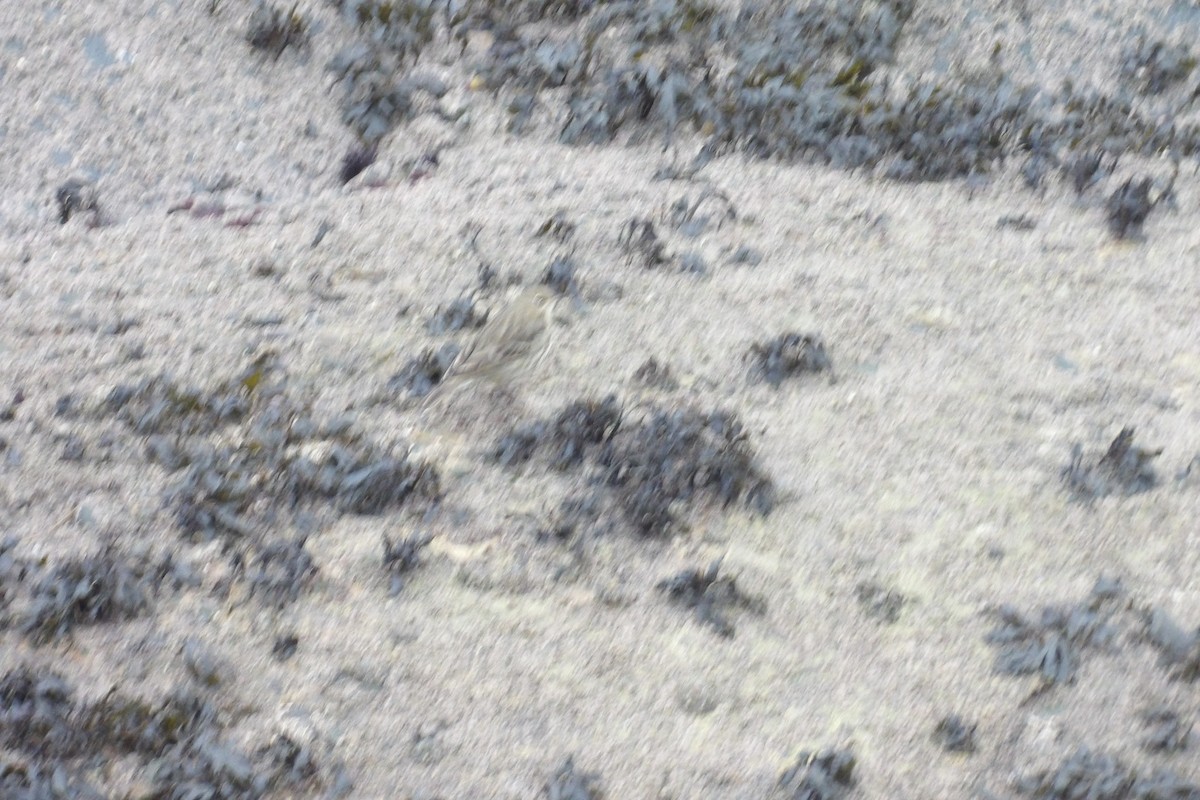 Rock Pipit - ML647228321