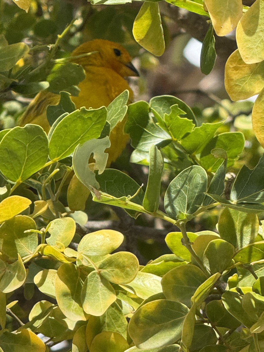 Saffron Finch - ML647228327
