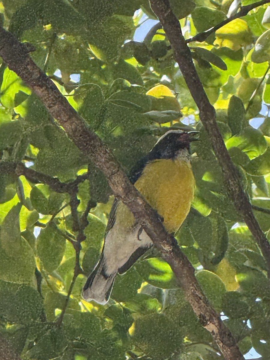 Sucrier à ventre jaune - ML647228334