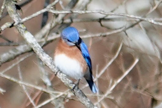 salašník modrý - ML647228335