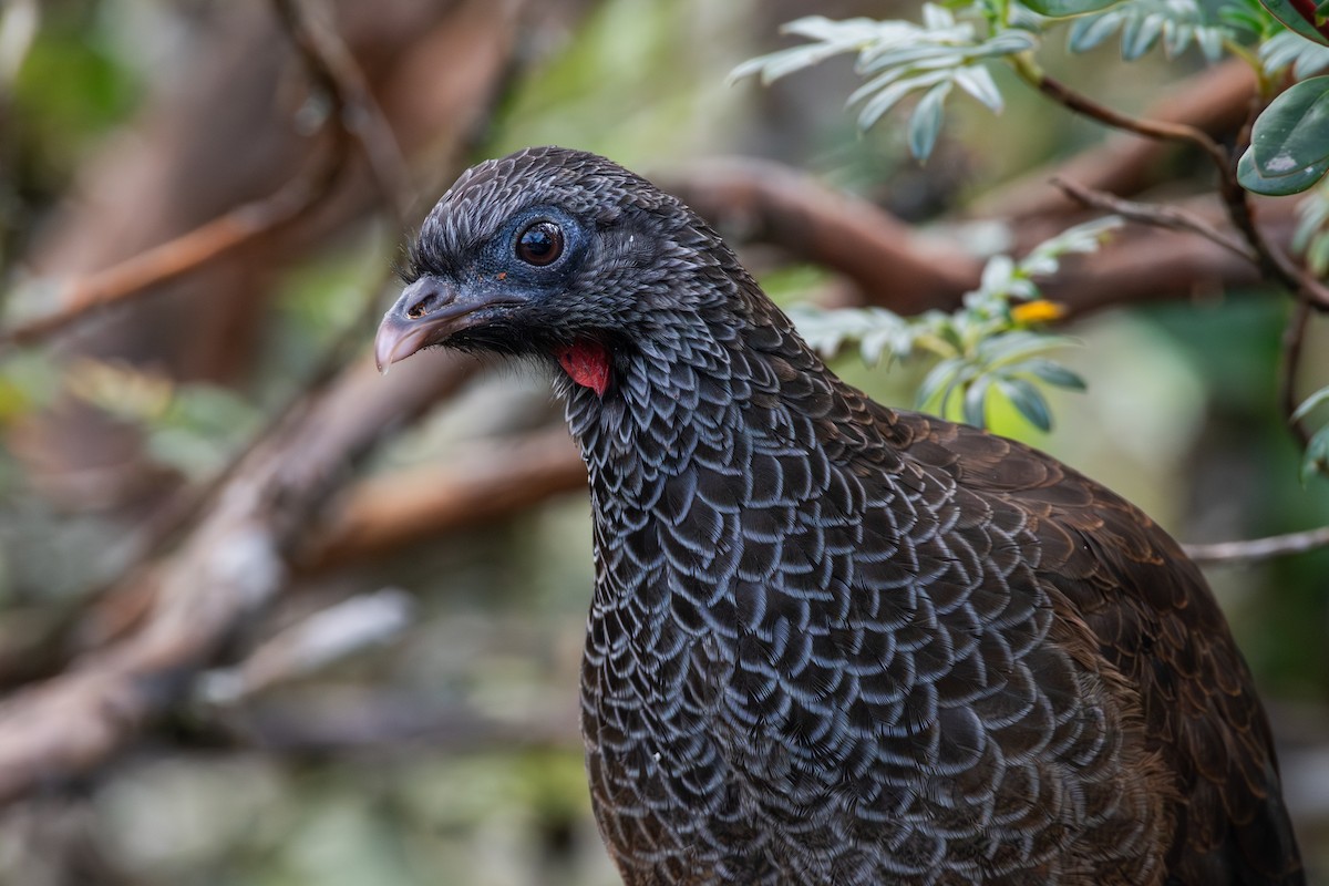 Andean Guan - ML647228374