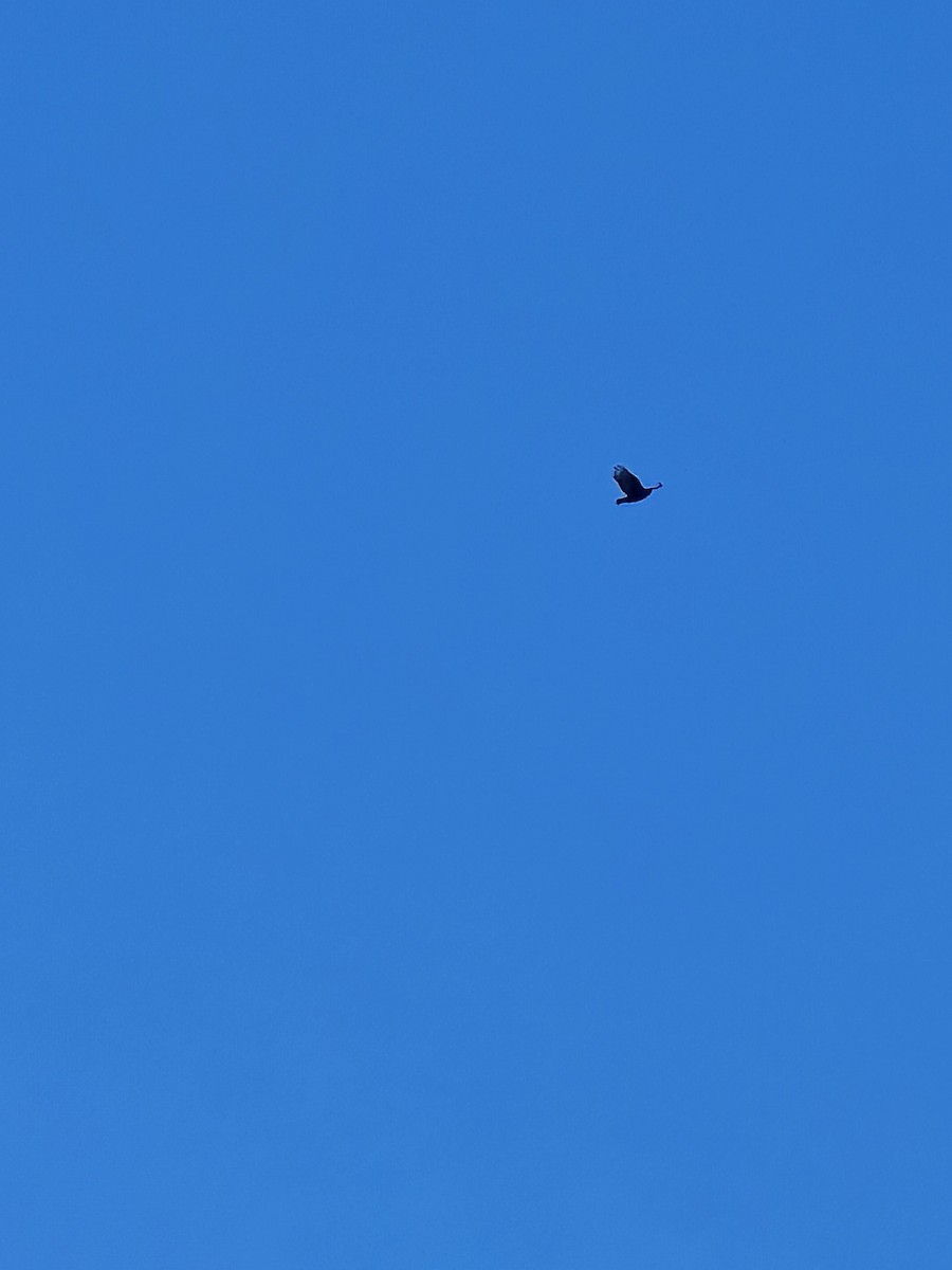 Turkey Vulture - ML647228379