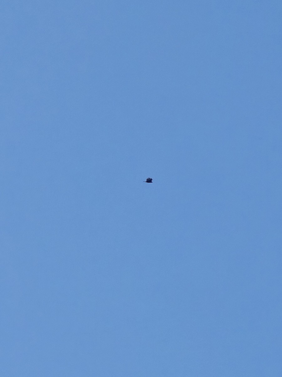 Turkey Vulture - ML647228380