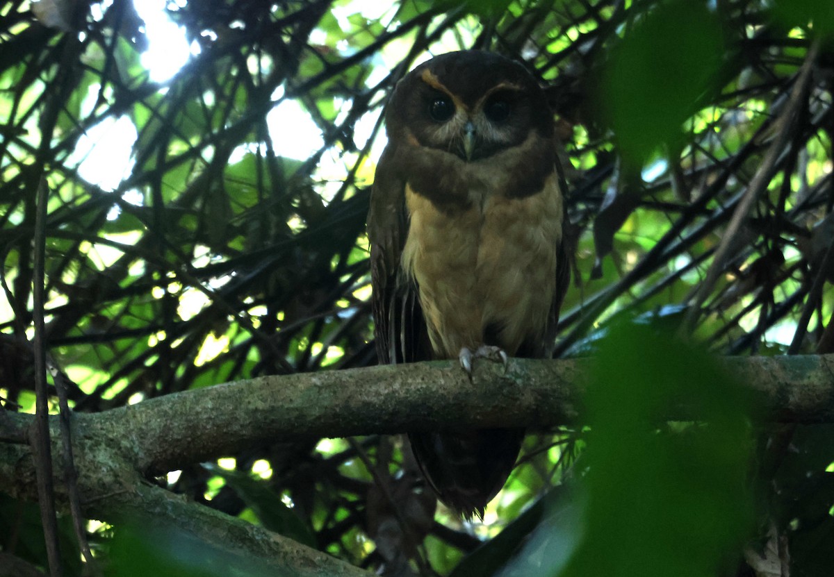 Tawny-browed Owl - ML647228387