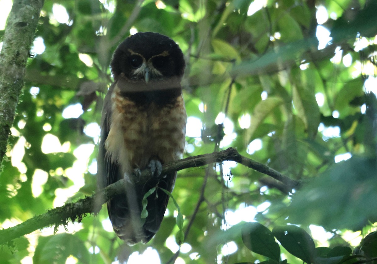 Tawny-browed Owl - ML647228388
