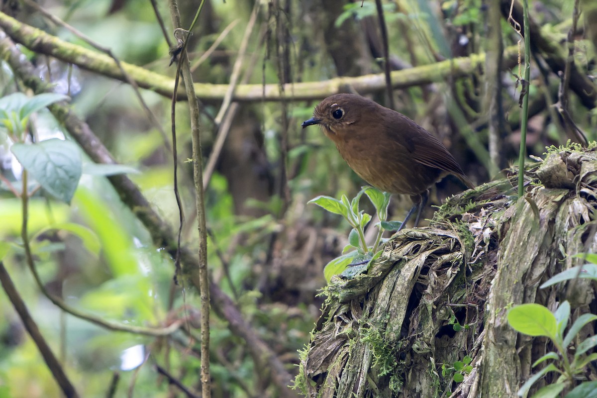 Мурашниця кохабамбанська - ML647228390