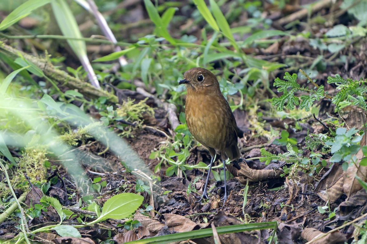Мурашниця кохабамбанська - ML647228391