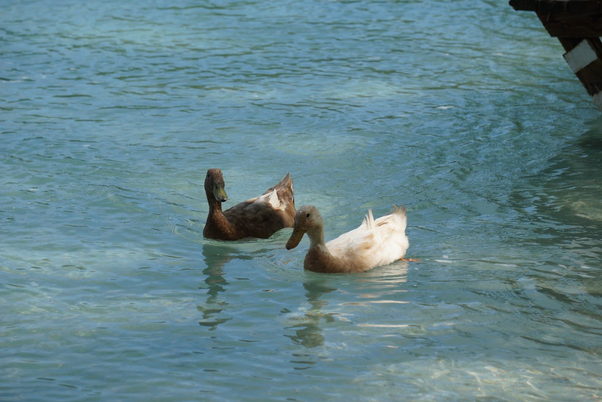 Качка мускусна (свійська) - ML647228393