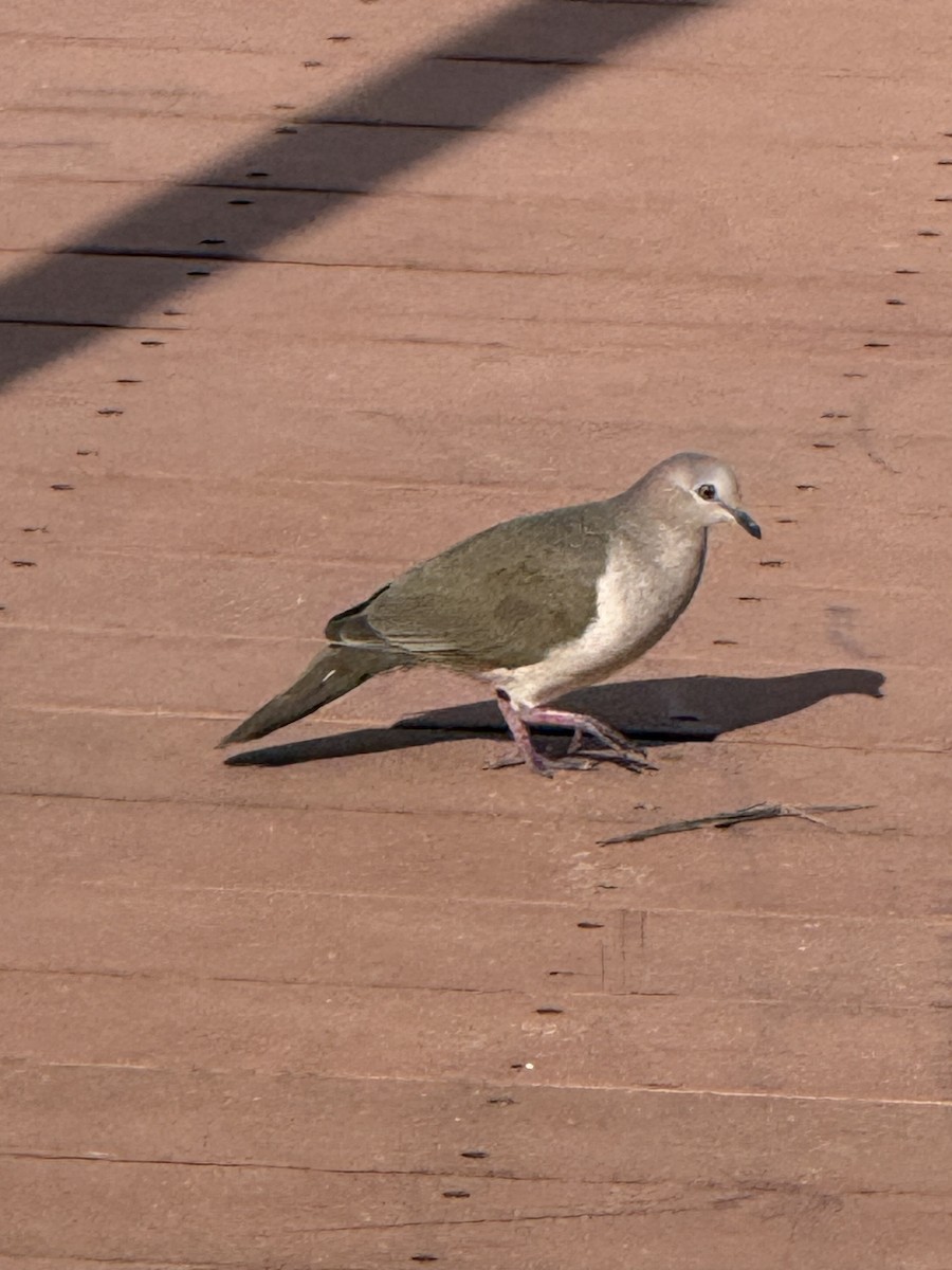 holub bledočelý - ML647228395