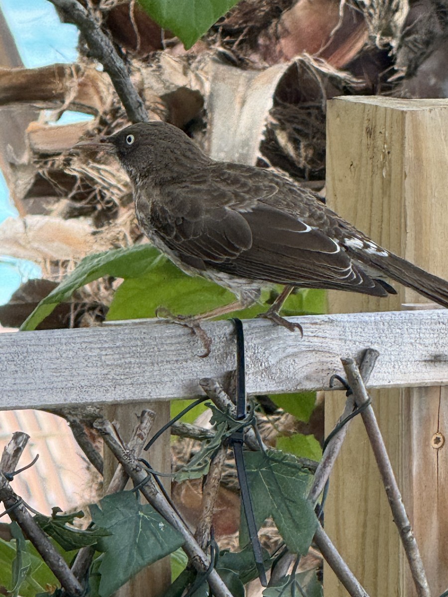 drozdec karibský - ML647228396