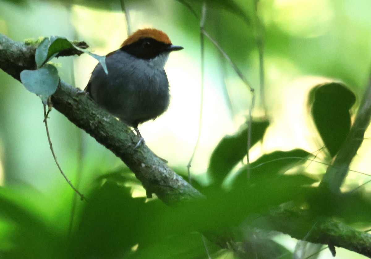 Black-cheeked Gnateater - ML647228398