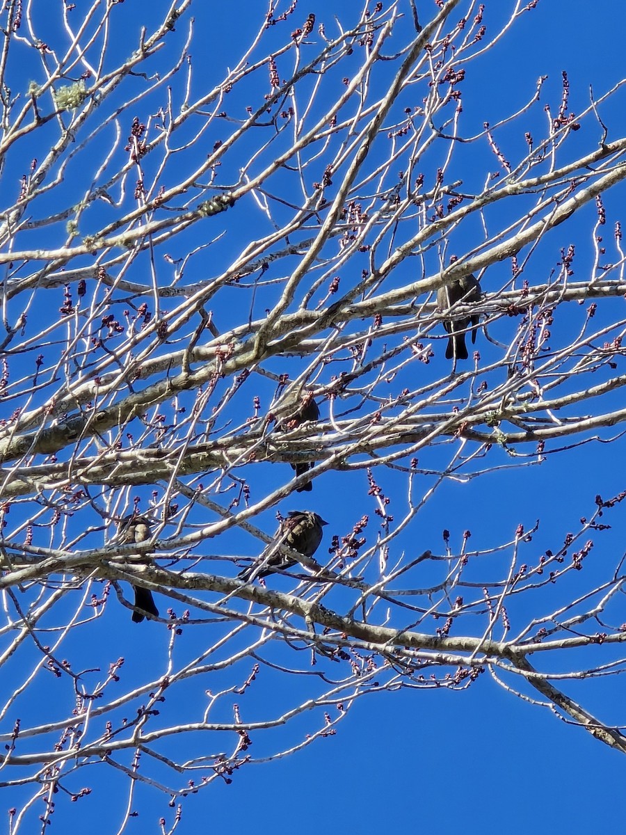 Brown-headed Cowbird - ML647228403