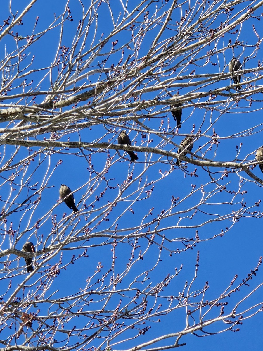 Brown-headed Cowbird - ML647228404