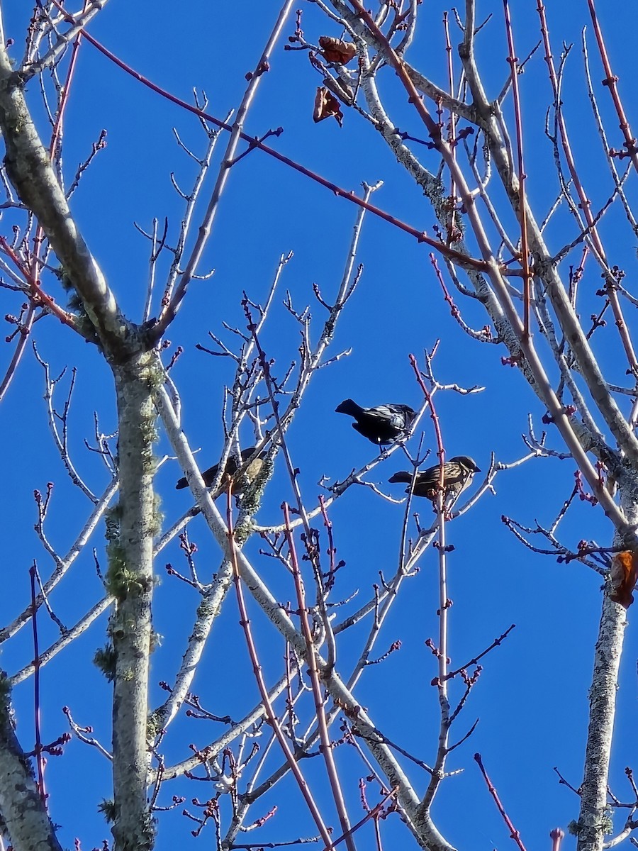 Brown-headed Cowbird - ML647228405